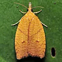 Cenopis chambersana - Hodges#3723