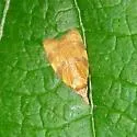 Spring Dead-leaf Roller - Hodges#3716