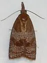 Spring Dead-leaf Roller - Hodges#3716 - photo 3