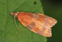 Spring Dead-leaf Roller - Hodges#3716 - photo 4