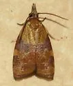 Spring Dead-leaf Roller - Hodges#3716 - photo 5