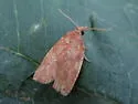 Chokecherry Leafroller - Hodges#3722
