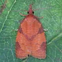 Chokecherry Leafroller - Hodges#3722 - photo 2