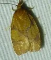 Chokecherry Leafroller - Hodges#3722 - photo 3