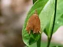 Chokecherry Leafroller - Hodges#3722 - photo 5