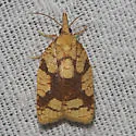 Cenopis ferreana - Hodges#3720.1