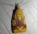 Cenopis ferreana - Hodges#3720.1 - photo 2
