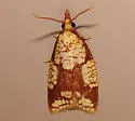 Cenopis ferreana - Hodges#3720.1 - photo 3