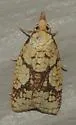 Cenopis ferreana - Hodges#3720.1 - photo 4
