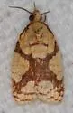 Cenopis ferreana - Hodges#3720.1 - photo 5