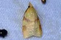 Cenopis karacana - Hodges#3718