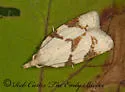 Cenopis karacana - Hodges#3718 - photo 2