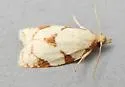 Cenopis karacana - Hodges#3718 - photo 4