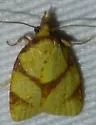 Cenopis karacana - Hodges#3718 - photo 5