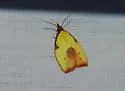 Cenopis lamberti - Hodges#3725.1 - photo 2