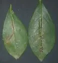 Cenopis lamberti - Hodges#3725.1 - photo 3