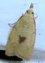 White-tailed fruitworm - Hodges#3721