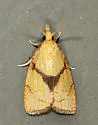 White-tailed fruitworm - Hodges#3721 - photo 2
