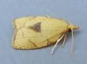 White-tailed fruitworm - Hodges#3721 - photo 4