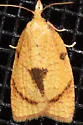 White-tailed fruitworm - Hodges#3721 - photo 5