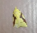 Aproned Cenopis - Hodges#3727