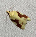 Aproned Cenopis - Hodges#3727 - photo 2