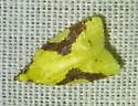 Aproned Cenopis - Hodges#3727 - photo 3