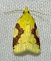 Aproned Cenopis - Hodges#3727 - photo 4