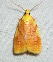 Aproned Cenopis - Hodges#3727 - photo 5