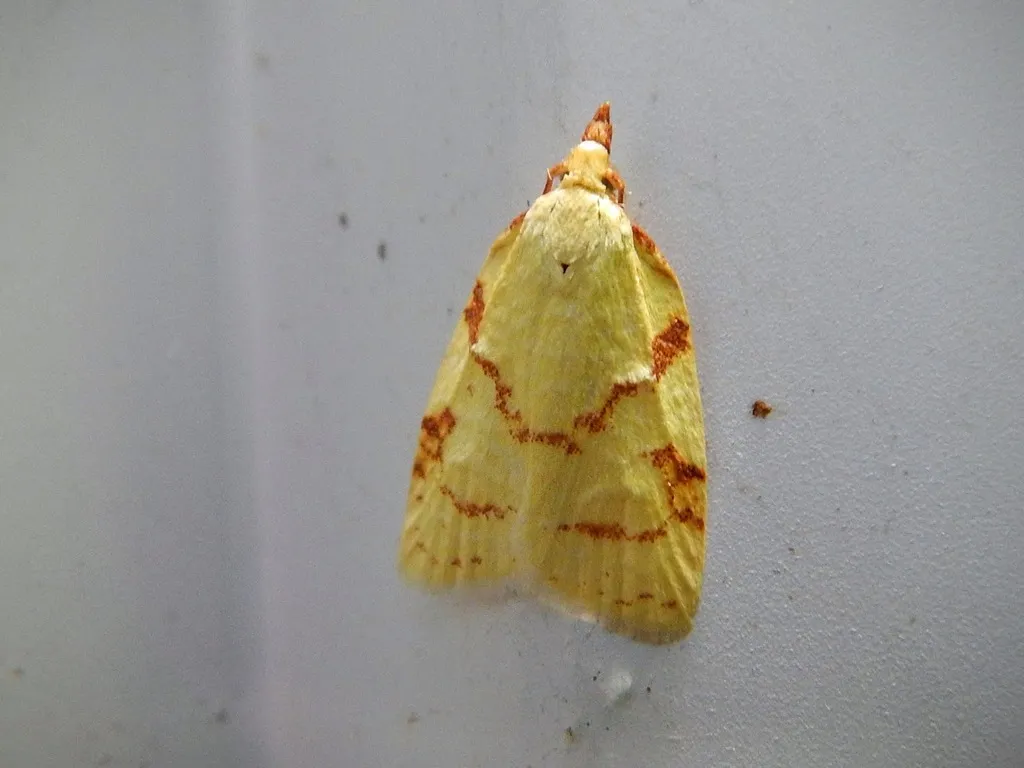 Maple-Basswood Leafroller Moth - photo 2