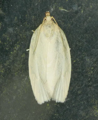 Maple-Basswood Leafroller Moth - photo 5