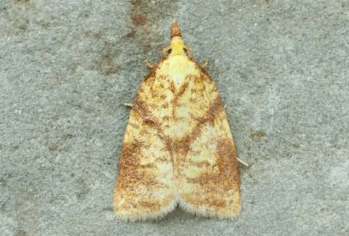 Maple-Basswood Leafroller Moth - photo 6
