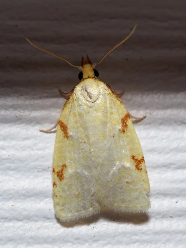 Maple-Basswood Leafroller Moth - photo 7