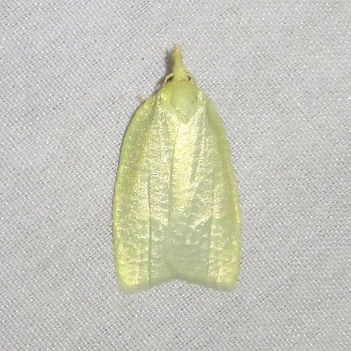 Maple-Basswood Leafroller Moth - photo 8