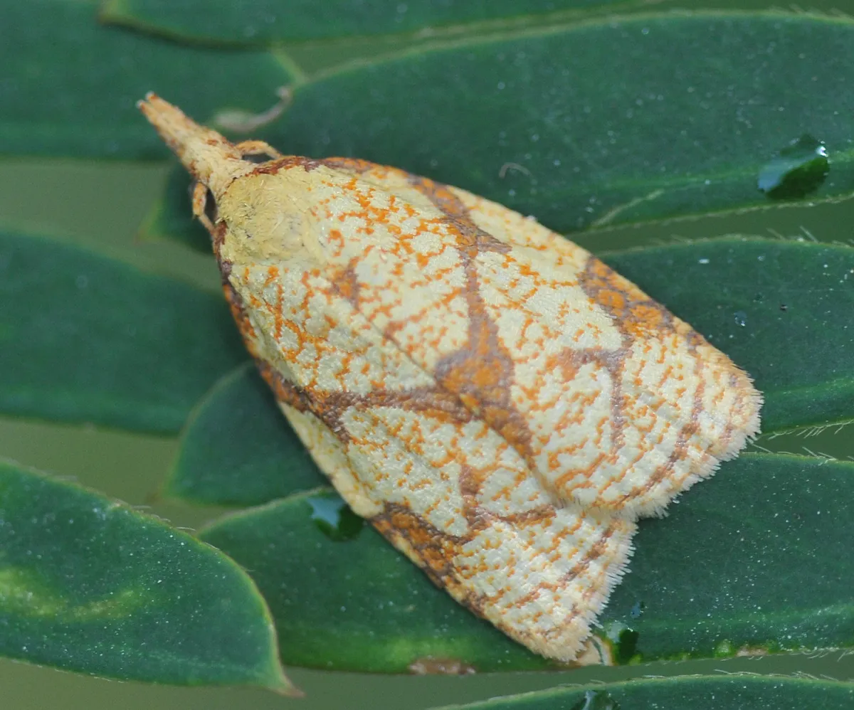 Reticulated Fruitworm Moth - photo 3