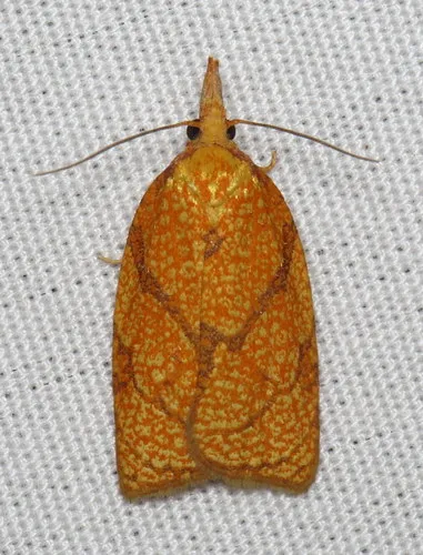 Reticulated Fruitworm Moth - photo 4