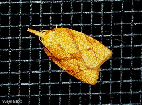 Reticulated Fruitworm Moth - photo 5
