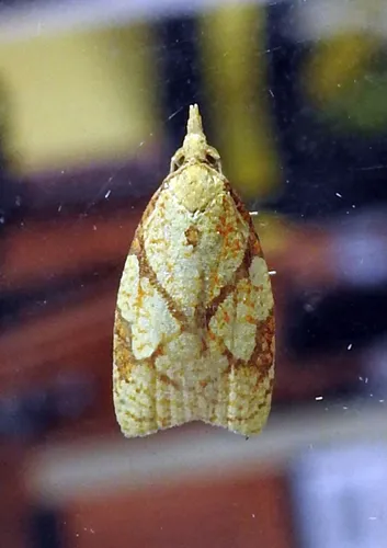 Reticulated Fruitworm Moth - photo 6