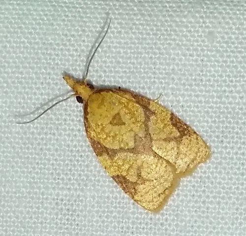 Reticulated Fruitworm Moth - photo 7