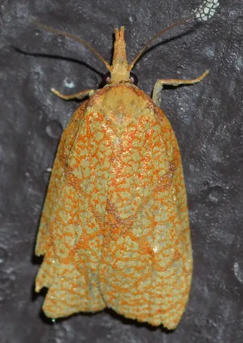 Reticulated Fruitworm Moth - photo 8