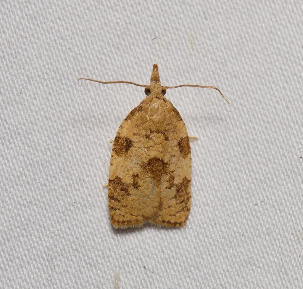 Cenopis saracana - Hodges#3724 - photo 2