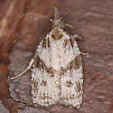 Cenopis vabroui - Hodges#3728.1