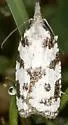 Cenopis vabroui - Hodges#3728.1 - photo 2