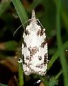 Cenopis vabroui - Hodges#3728.1 - photo 3