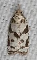 Cenopis vabroui - Hodges#3728.1 - photo 4