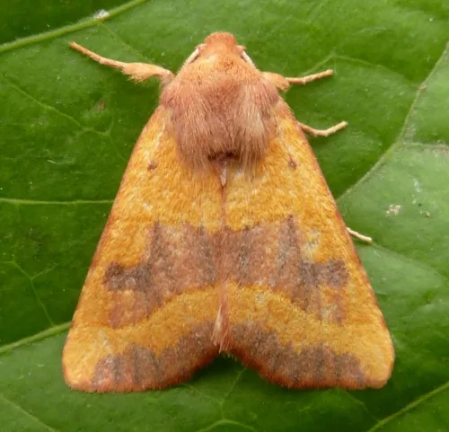 Centre-barred Sallow - photo 2
