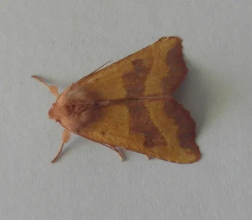Centre-barred Sallow - photo 3