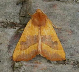 Centre-barred Sallow - photo 4