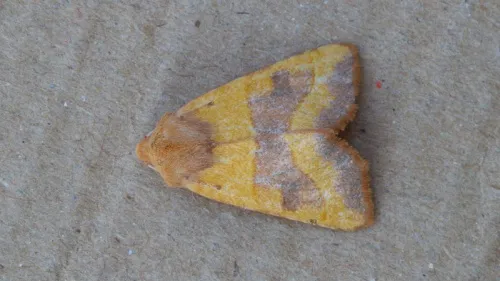 Centre-barred Sallow - photo 5