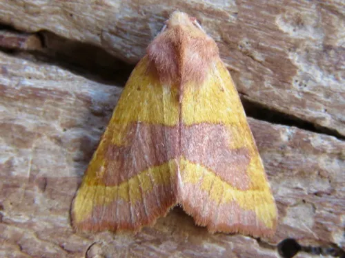 Centre-barred Sallow - photo 7